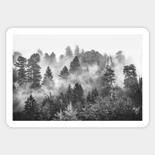 Redwood Forest Black and White Sticker